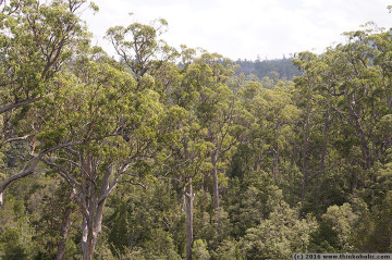 stringybark (eucalyptus obliqua) at tahune state forest, tasmania