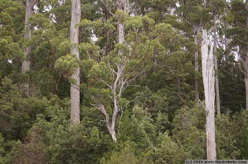 stringybark (eucalyptus obliqua)