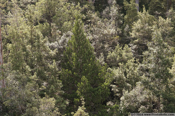 celery-top pine (phyllocladus aspleniifolius) in tahune state forest, tasmania