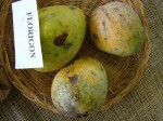 (Leider nicht ganz reife) Mangos der Sorte Florigon (Foto: Asit K. Ghosh, cc-by-sa 3.0)