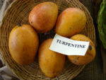 Mangos der Sorte Turpentine (Foto: Asit K Ghosh, cc-by-sa 3.0)